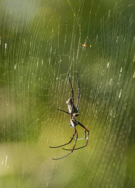 Batik altın Web örümcek sırt ile bokeh arka plan bulanıklık. Penang Hill, Malezya çekilen fotoğraf