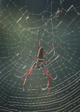 Batik altın Web örümcek sırt ile bokeh arka plan bulanıklık. Penang Hill, Malezya çekilen fotoğraf
