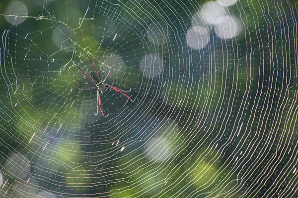 Batik Golden Web Spider Backlit Blur Bokeh Background Photo Taken — Stock Photo, Image