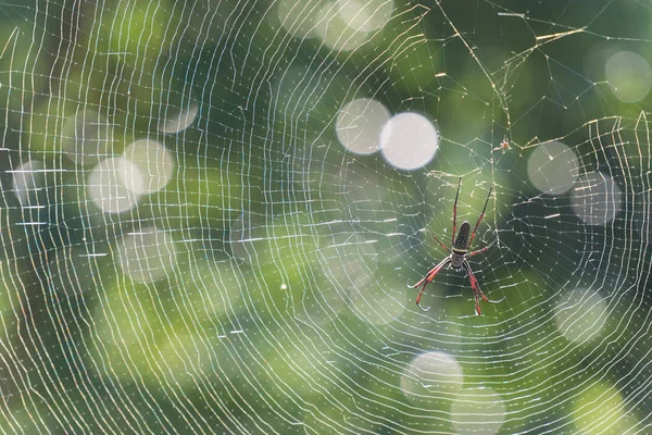 Batik Golden Web Spider Backlit Blur Bokeh Background Photo Taken — Stock Photo, Image