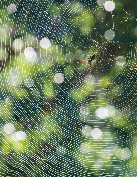 Batik Golden Web Spider Backlit Blur Bokeh Background Photo Taken — Stock Photo, Image