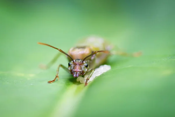 Γιγάντιο Μυρμήγκι Θηλυκά Τοποθέτηση Αυγά Για Την Άδεια — Φωτογραφία Αρχείου