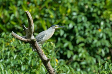 Ava bir gece balıkçılı