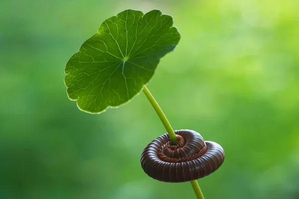 Millipede Curled Green Leaf — Stock Photo, Image