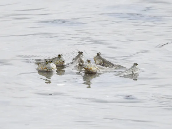 School Cute Mud Skippers Shallow Water — Stock Photo, Image