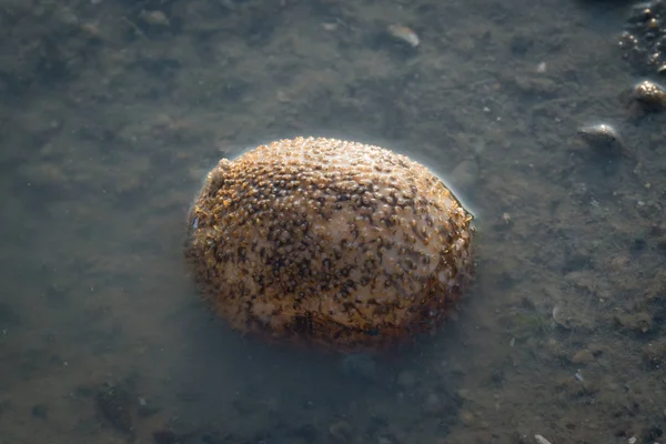 Ball sea cucumber on the shallow water