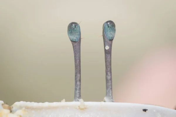 Vista Próxima Dos Olhos Azuis Caranguejo Violino Aparência Exótica — Fotografia de Stock