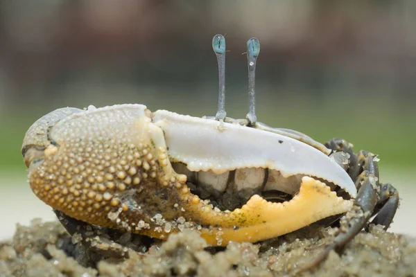 Weergave Van Exotische Uitziende Viool Krab Sluit Rechtenvrije Stockafbeeldingen