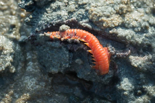 赤海蜈蚣在 Ses 侧泥上发现 — 图库照片