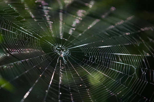 Spider Web Back Lit Shows Amazing Nature Pattern — Stock Photo, Image