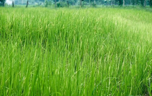 Zelená Rýžová Farma Venkovských Pozaďových — Stock fotografie