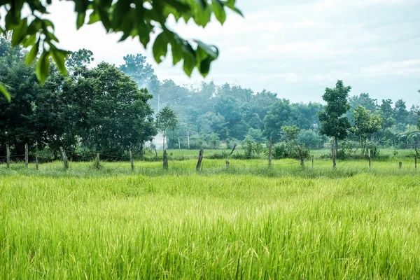Tła Pozamiejskiego Ryżu Zielony Gospodarstwa Tajlandii — Zdjęcie stockowe