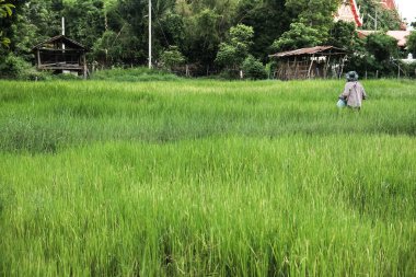 Pirinç fidan tarım sular altında alanında çiftçi