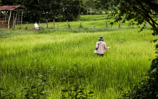 Rolnik Dziedzinie Rolnictwa Zalane Sadzonek Ryżu — Zdjęcie stockowe