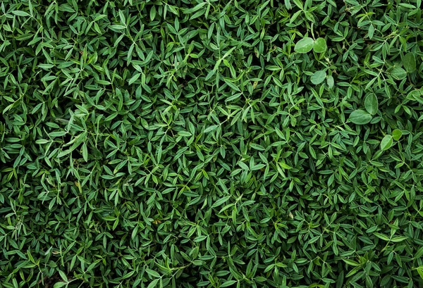 Grünes Gras Nahtlose Muster Textur — Stockfoto