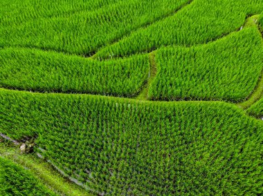 En iyi görünümü teraslı pirinç alan harvest yılında