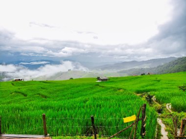 Güzel Terraced pirinç hasat alanında