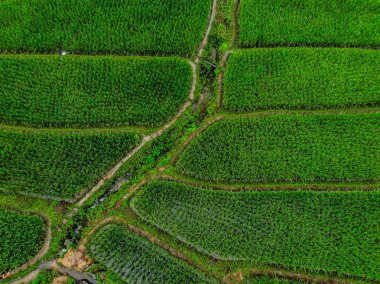 En iyi görünümü teraslı pirinç alan harvest yılında