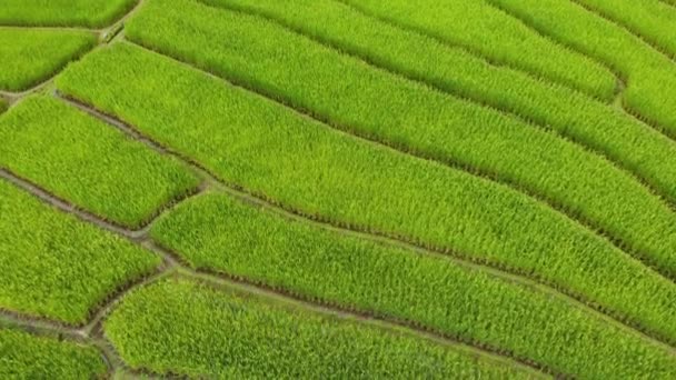 Pirinç Teras Havadan Görünümü — Stok video