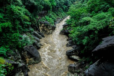 Doğal nehir tropikal yeşil orman Dağı toplayan