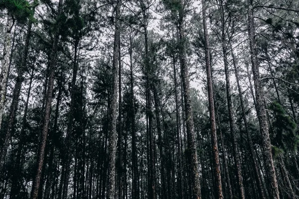 Floresta Pinheiros Com Árvores Altas Grama Verde Tom Fresco — Fotografia de Stock