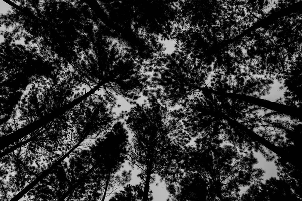 Looking up Canopy Of Tall Trees with pine forest  tall trees. Black and White color