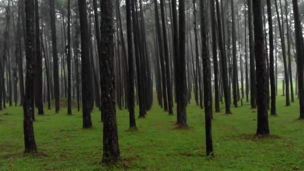 Pola Hutan Pinus Gerakan Kamera Dalam Hutan — Stok Video