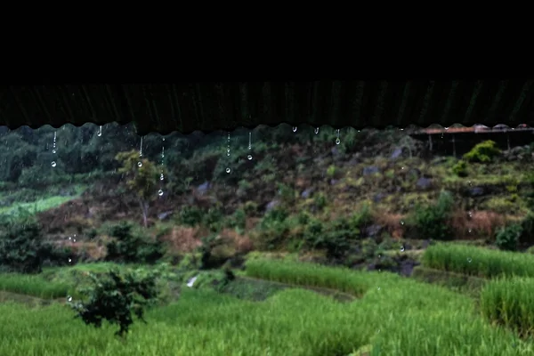 Raindrop Falling Roof Paddy Field — Stock Photo, Image