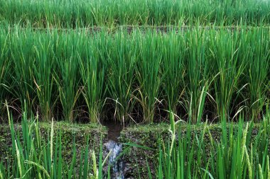 Teraslı pirinç alanlar, Paddy alanı, pirinç çiftlik