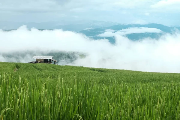 Pól Ryżowych Domek Widokiem Góry Pochmurne Niebo — Zdjęcie stockowe