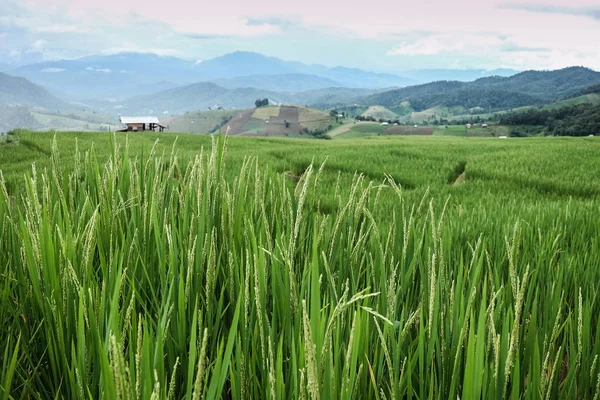 Ryż Pola Ryżowego Widokiem Góry Rolnictwa — Zdjęcie stockowe