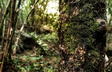 yosun ağır yağmur ormanı arka planda bu ağaç kabuğu üzerinde yetişir.