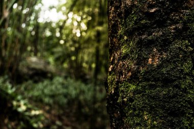 yosun ağır yağmur ormanı arka planda bu ağaç kabuğu üzerinde yetişir.