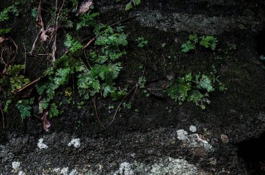 Selaginella yaprak yağmur ormanında büyüyen taş yosun ile