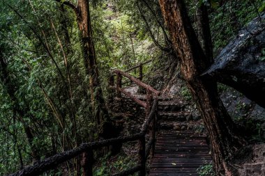 yeşil orman tepe ve rock cliff ahşap geçit