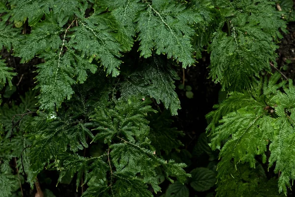 Selaginella Blad Stenen Växer Regnskogen Bakgrunden — Stockfoto