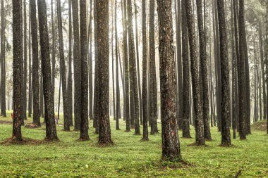 Panoramik içinde iğne yapraklı, çam ormanı ile A yönlendir