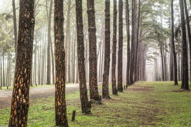 Yol çam ormanı, çam ağaçlarının iğne yapraklı orman içinde görünüm