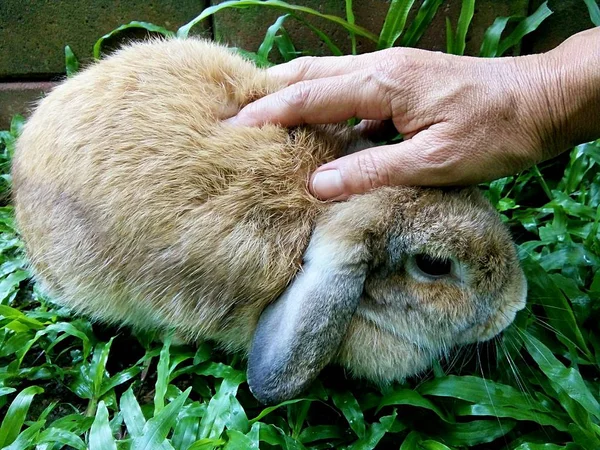 Beau Lapin Dans Maison Jardin Thaïlande Chiangmai — Photo