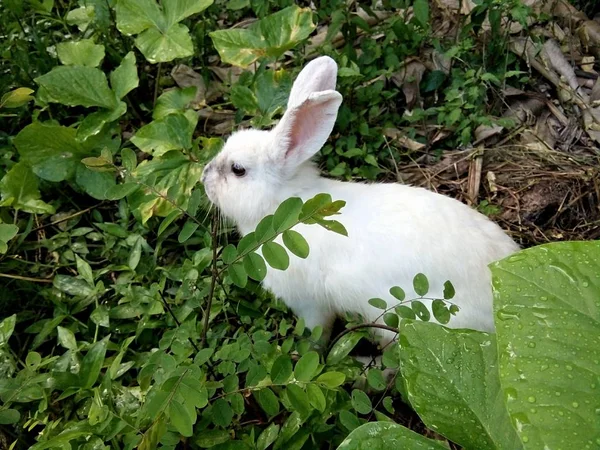 Kaninchen Grünen Gras Thailändische Phrase — Stockfoto
