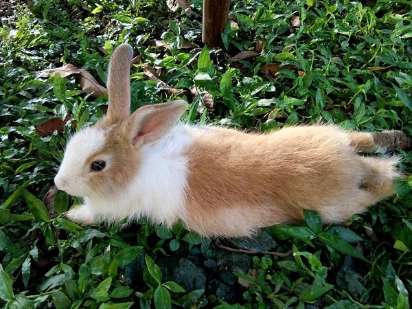 Braunes Weißes Kaninchen Liegt Auf Grünem Gras Thailand Phrae Provinz — Stockfoto