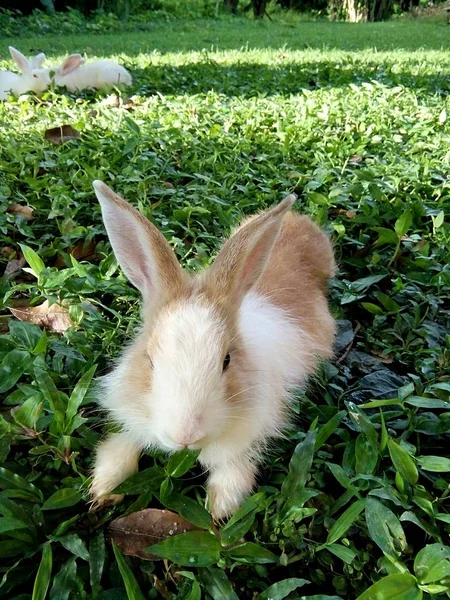 Conejo Está Tendido Sobre Hierba Verde Tailandia Provincia Phrae —  Fotos de Stock