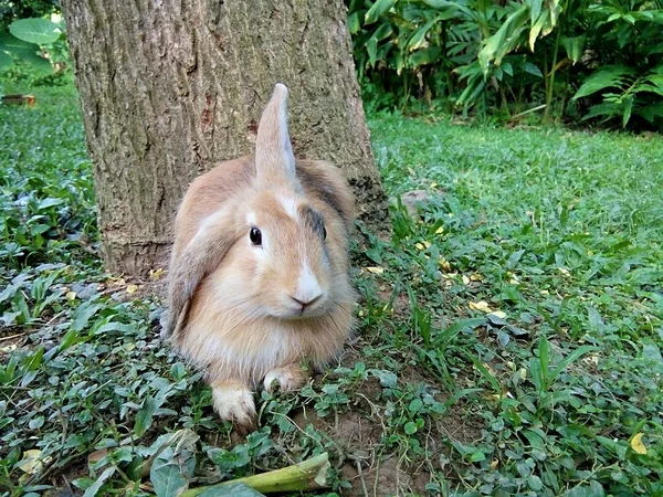 Braunes Kaninchen Liegt Garten Unter Dem Baum — Stockfoto