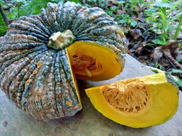 Pumpkin Garden Thailand Phrae — Stock Photo, Image