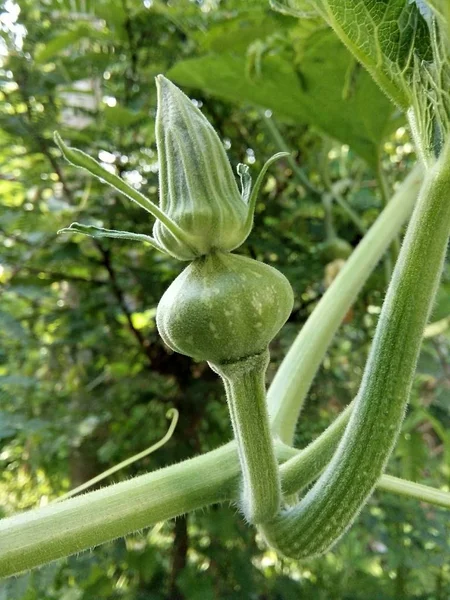 Young Pumpkin Flower Garden Thailand Phrae — Stock Photo, Image