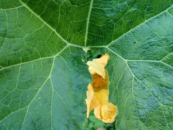 Bahçe, Tayland: Phrae ili kabak yaprak.