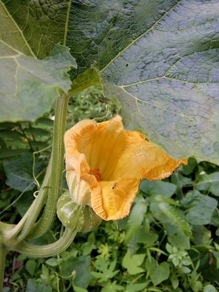 Bahçe, Tayland: Phrae ili kabak bitki.