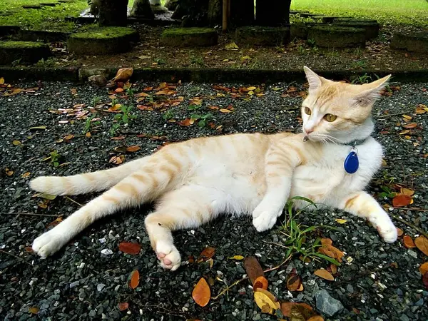 猫在公园里躺着 泰国清迈 — 图库照片