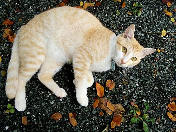 Tekir Kedi Tayland Chiangmai Bir Parkta Yatıyor — Stok fotoğraf