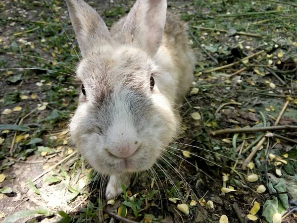 Ein Kaninchen Grasfeld Thailand Phrase — Stockfoto